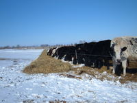 Cows_in_snow_1-10_001