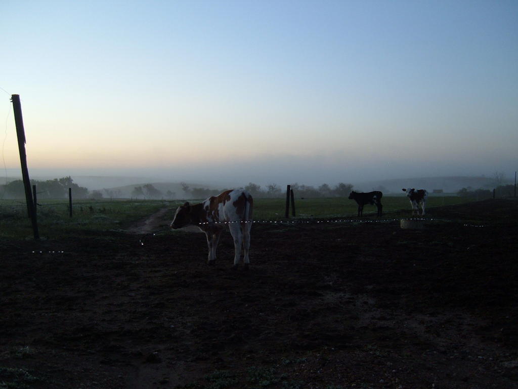 Cows_and_william_oct_2011_011